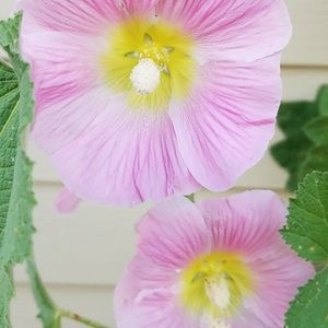 Meet your Posher, Josh